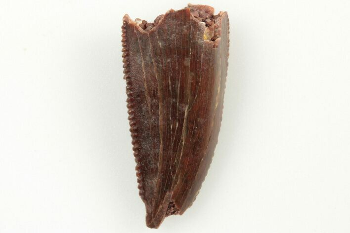 Serrated, Raptor Tooth - Real Dinosaur Tooth #200299